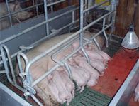 Станки для опороса и индивидуального содержания свиноматок